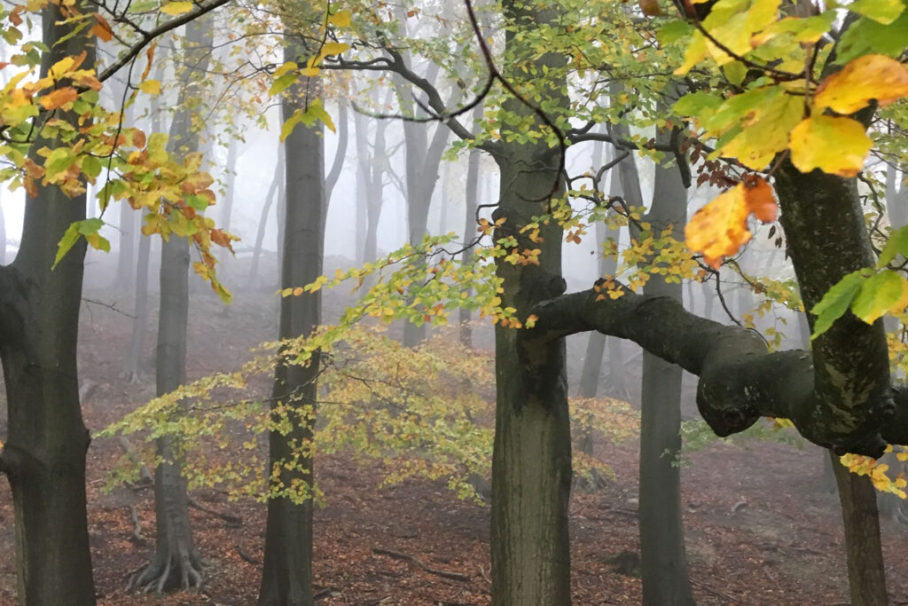 Gloucestershire Wildlife Trust - gemmahastilow.co.uk